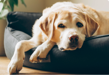 Signs of possible fat sensitivity dog