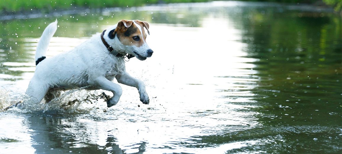 kleine hond rent door water