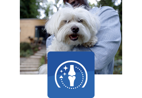 vrolijke witte hond wordt vastgehouden door een mens