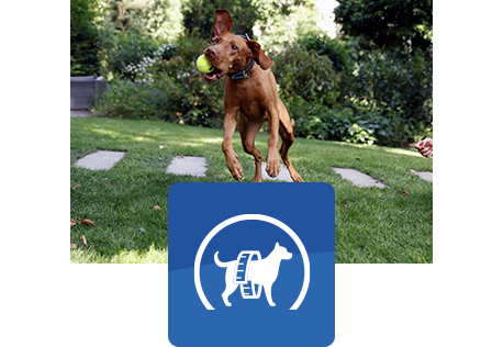 bruine hond springt in de lucht en vangt een bal