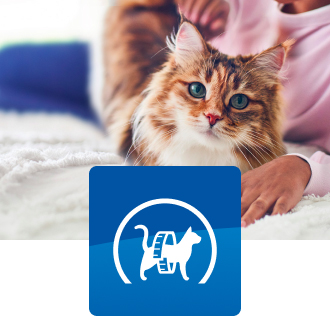 Een kleine bruine en witte kat zit op een bed.